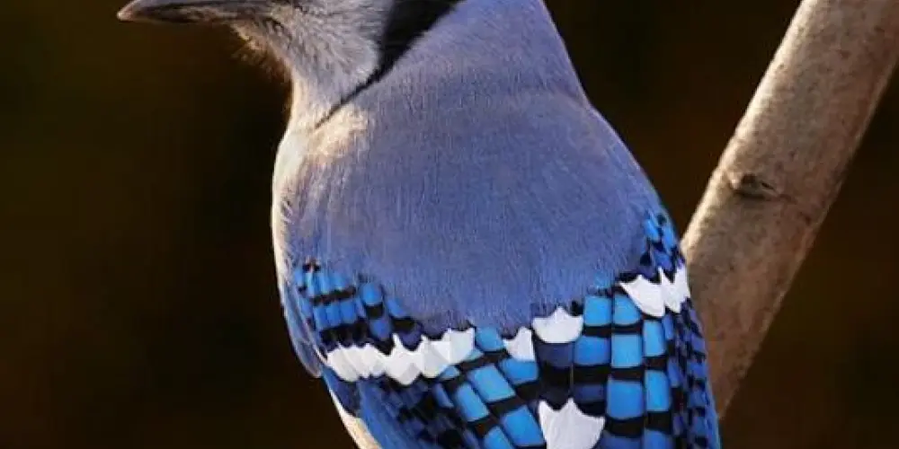 Imagem do grupo de WhatsApp Campeonato de assobio