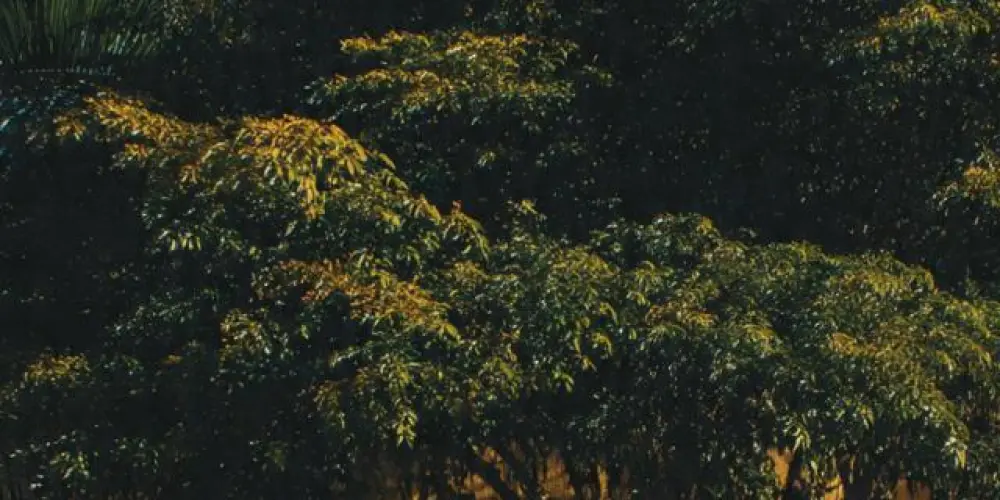 Imagem do grupo de WhatsApp Campinas sp E sudeste