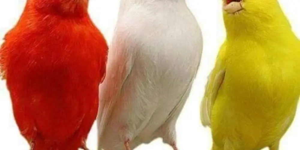 Imagem do grupo de WhatsApp canários belga Tapiratiba e Região