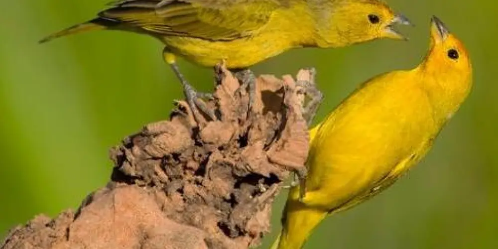 Imagem do grupo de WhatsApp Canarios da terra