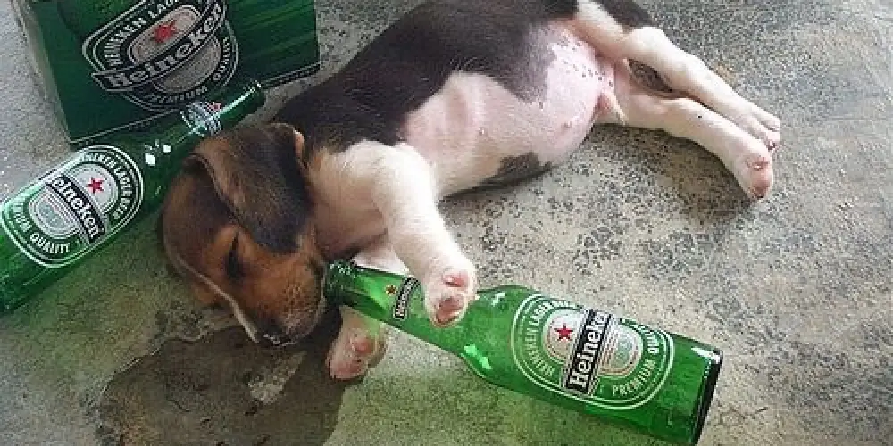 Imagem do grupo de WhatsApp Cantinho do barulho