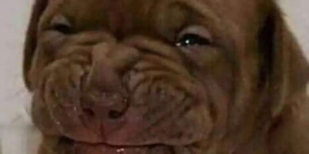 Imagem do grupo de WhatsApp CAOS💯🔥*