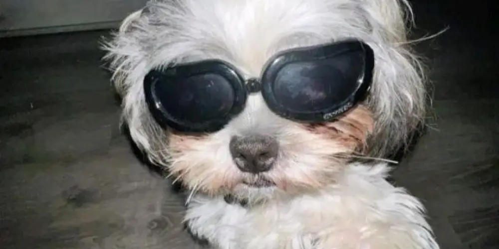 Imagem do grupo de WhatsApp Caos Sombrio👹