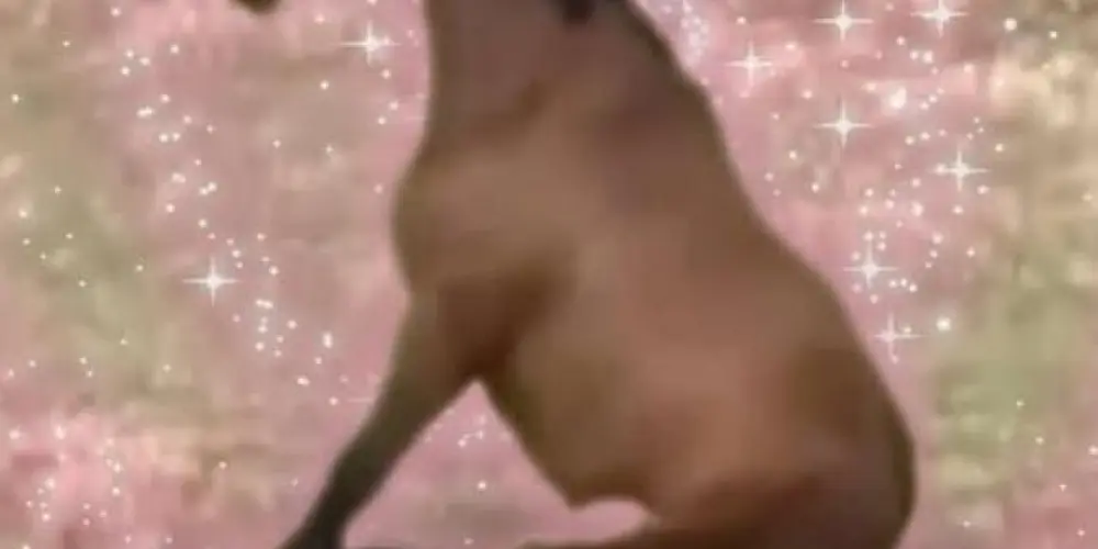 Imagem do grupo de WhatsApp Caps 48 hrs