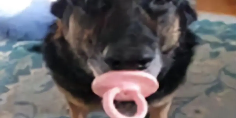 Imagem do grupo de WhatsApp caps🦧🥂