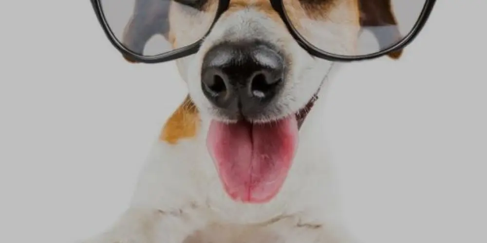 Imagem do grupo de WhatsApp Caps 🫂