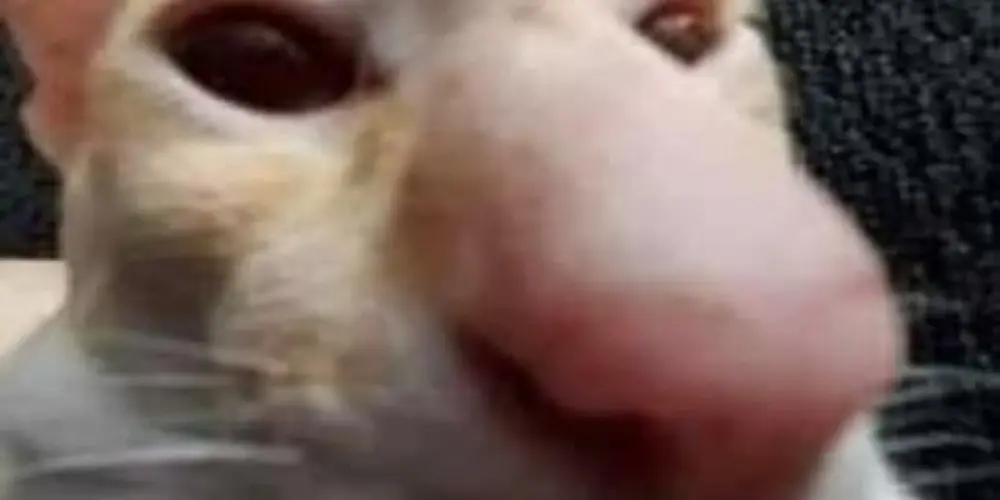 Imagem do grupo de WhatsApp Caps