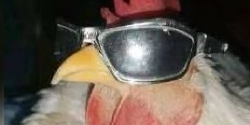 Imagem do grupo de WhatsApp CAPS