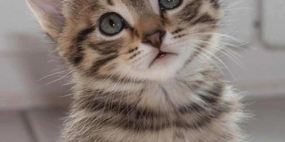 Imagem do grupo de WhatsApp caps 🧟‍♀️