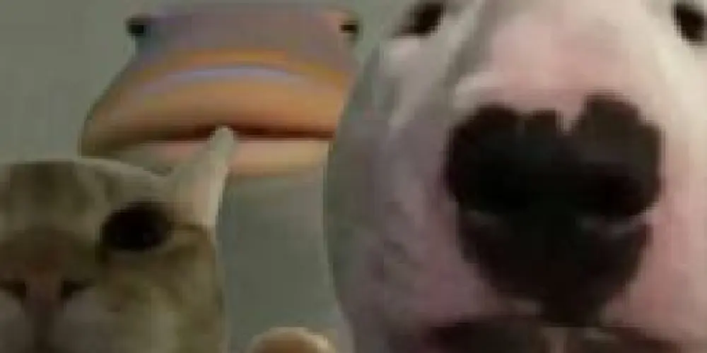 Imagem do grupo de WhatsApp Caps