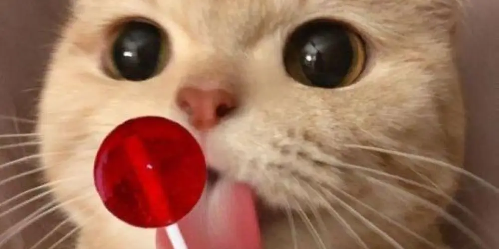 Imagem do grupo de WhatsApp CAPS nhe