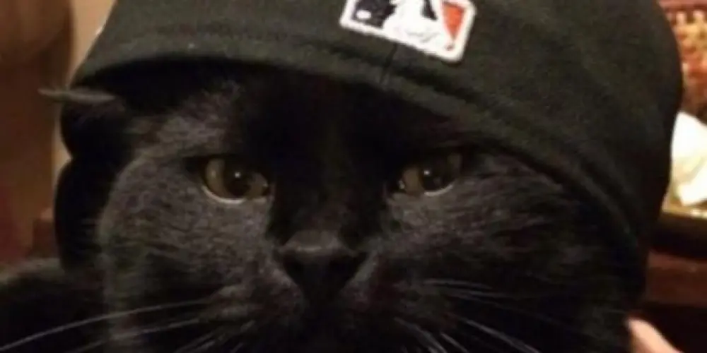 Imagem do grupo de WhatsApp CAPS.AMZD 2.0🇧🇷