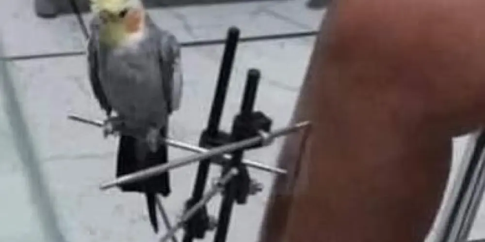 Imagem do grupo de WhatsApp #CARANDIRU