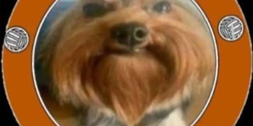 Imagem do grupo de WhatsApp Carlinhos