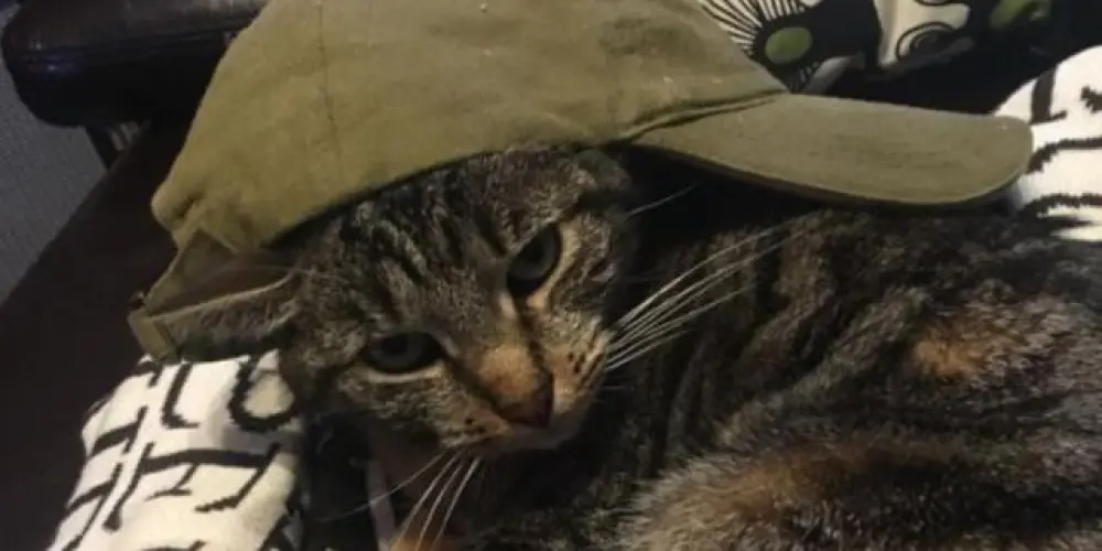 Imagem do grupo de WhatsApp Cartel-Myx