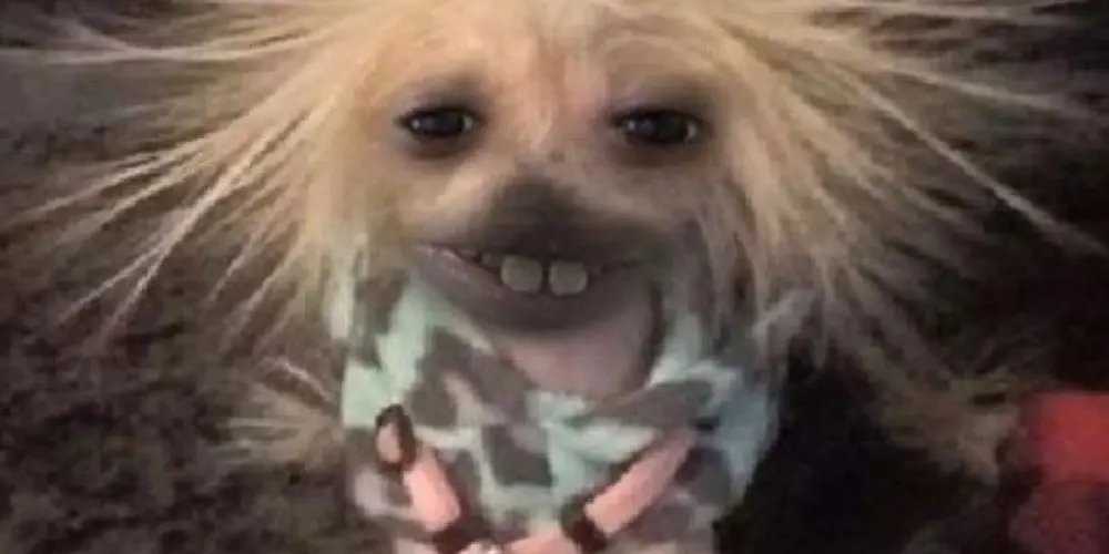 Imagem do grupo de WhatsApp CASA DAS PRIMAS💯