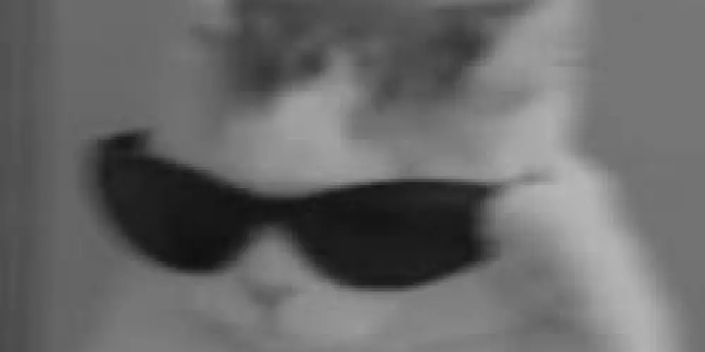 Imagem do grupo de WhatsApp 🔫[𝚃𝙳𝙼]_casa dos doido 🔫