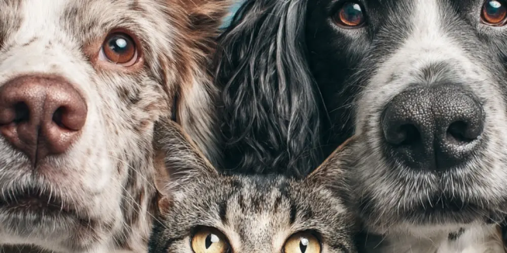 Imagem do grupo de WhatsApp Casa dos pets - palmas
