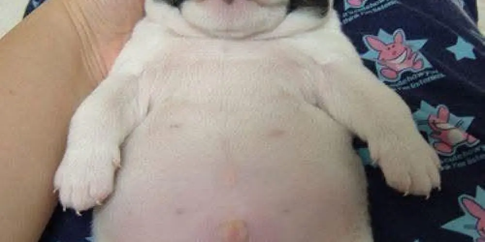 Imagem do grupo de WhatsApp Casarao da shiro