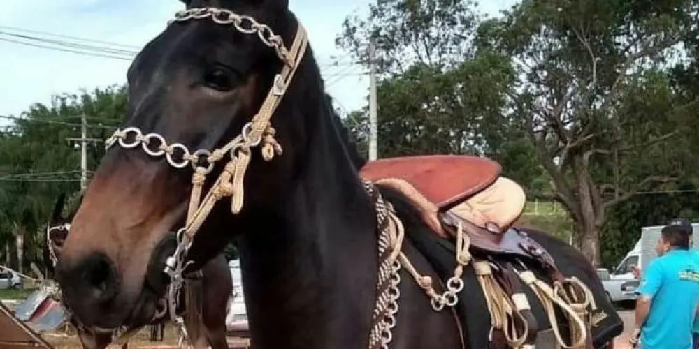 Imagem do grupo de WhatsApp Catireiros (Alto Paranaíba)