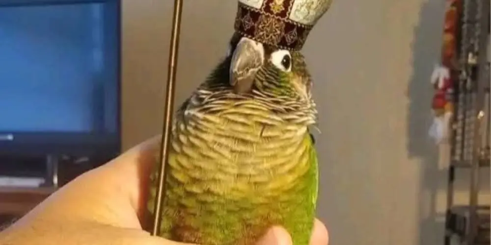 Imagem do grupo de WhatsApp Católicos assobiadores