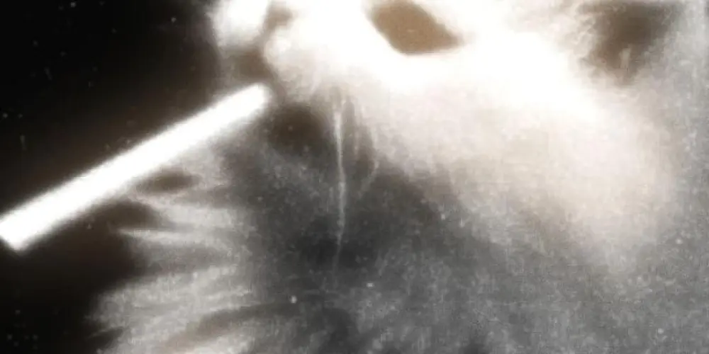 Imagem do grupo de WhatsApp *🐾♡•♡ ☆ Cat's gang ☆ ^• . •^🐾