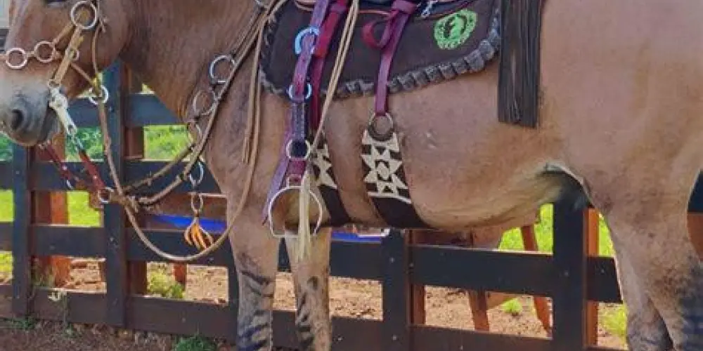 Imagem do grupo de WhatsApp Cavalos e muar