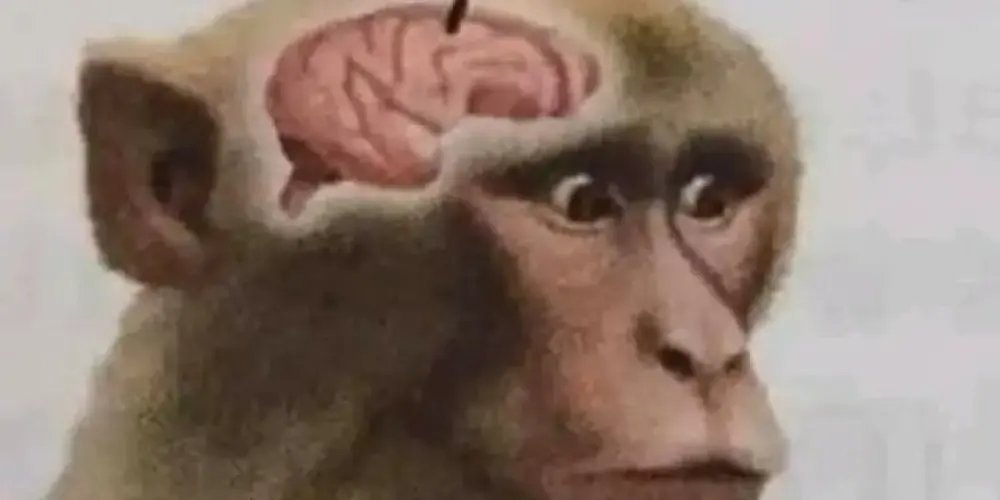 Imagem do grupo de WhatsApp Caverna Dos Primatas 🐒