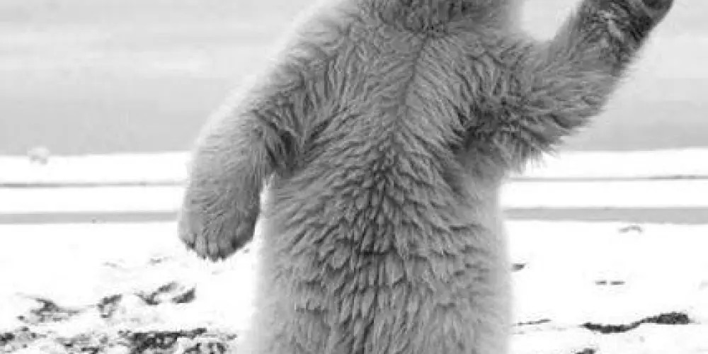 Imagem do grupo de WhatsApp CENTRAL DOS MACONHEIROS