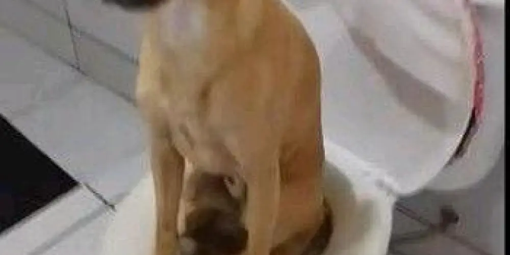 Imagem do grupo de WhatsApp C.G.B.I (Confinados do grupo da bufa de itinambé