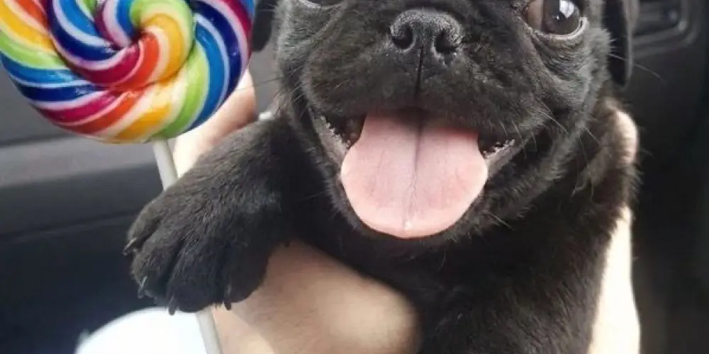 Imagem do grupo de WhatsApp Chad do Dedé