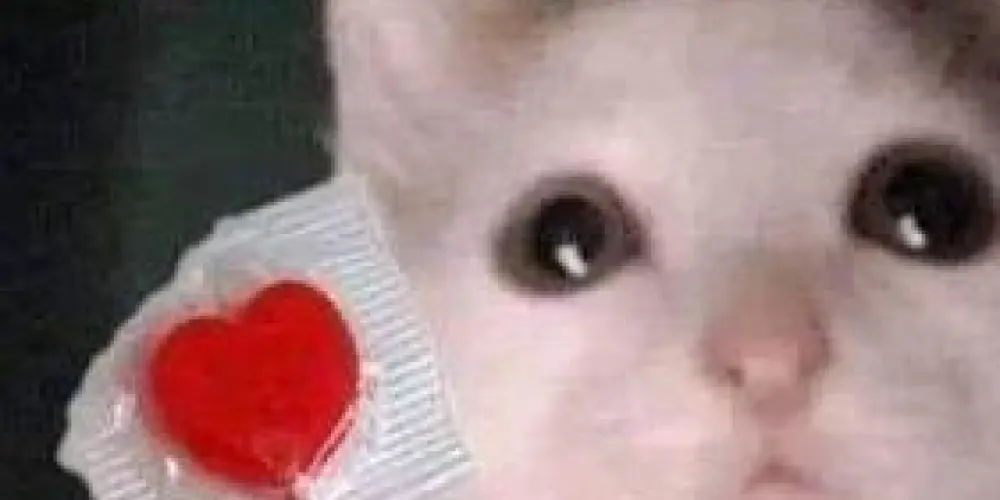 Imagem do grupo de WhatsApp Chat 2.0