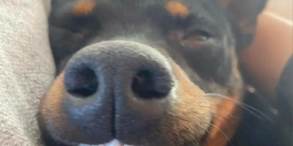 Imagem do grupo de WhatsApp chat