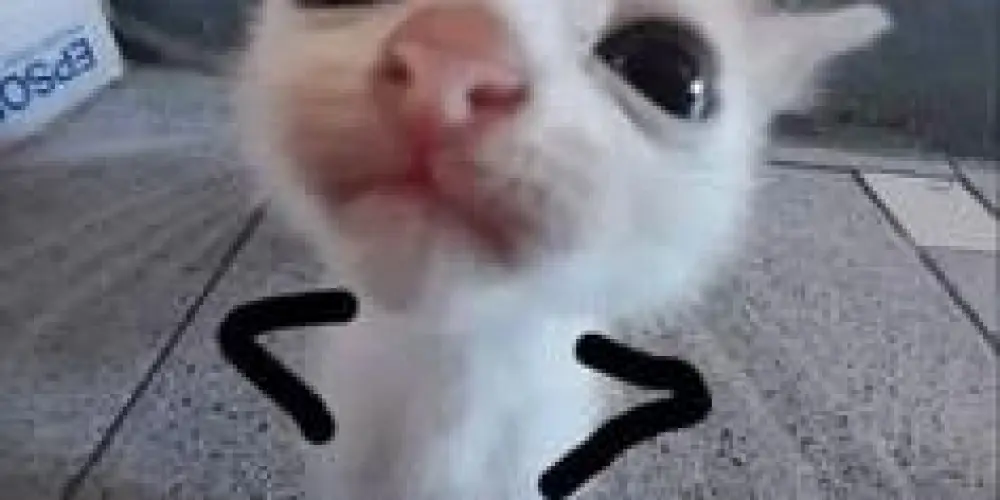 Imagem do grupo de WhatsApp Chat Amizades