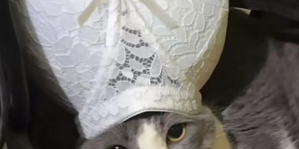 Imagem do grupo de WhatsApp Chat Brasil