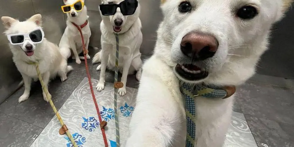 Imagem do grupo de WhatsApp chat caos