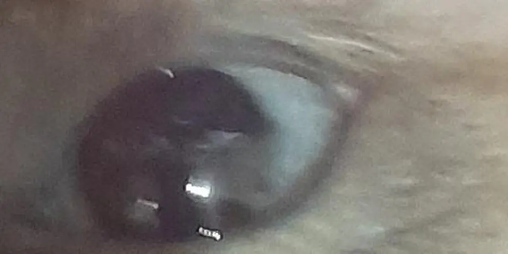 Imagem do grupo de WhatsApp Chat conhecer pessoas novas