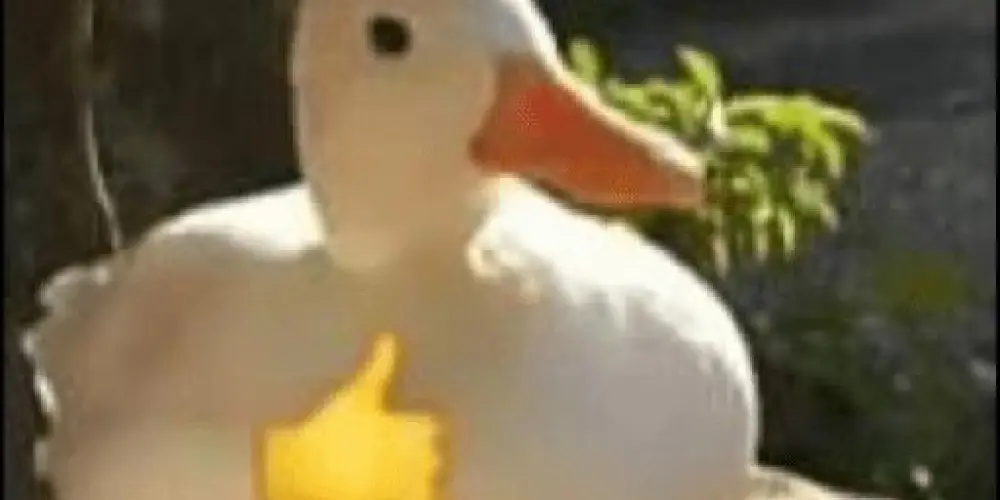 Imagem do grupo de WhatsApp Chat da bia aimi