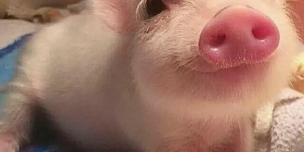 Imagem do grupo de WhatsApp Chat da Bia porquinho ⁰¹🐽