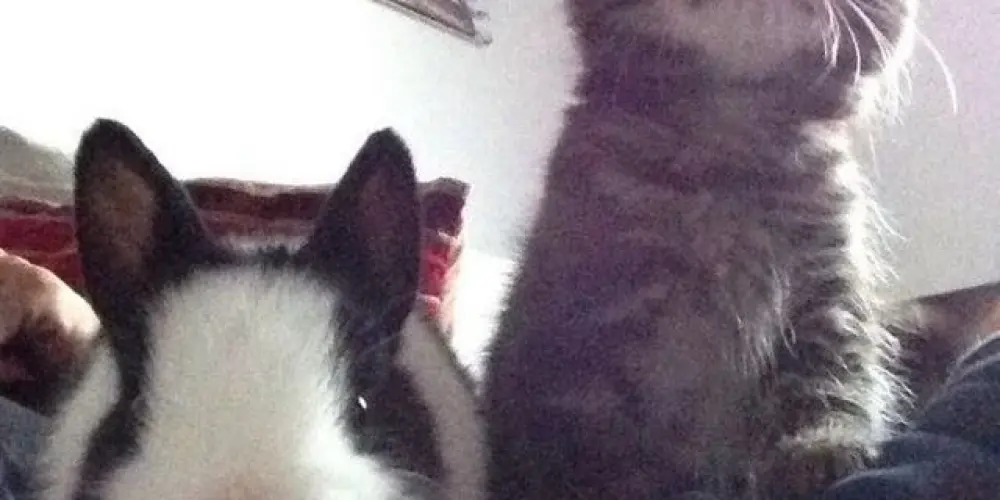 Imagem do grupo de WhatsApp chat da lana e mah