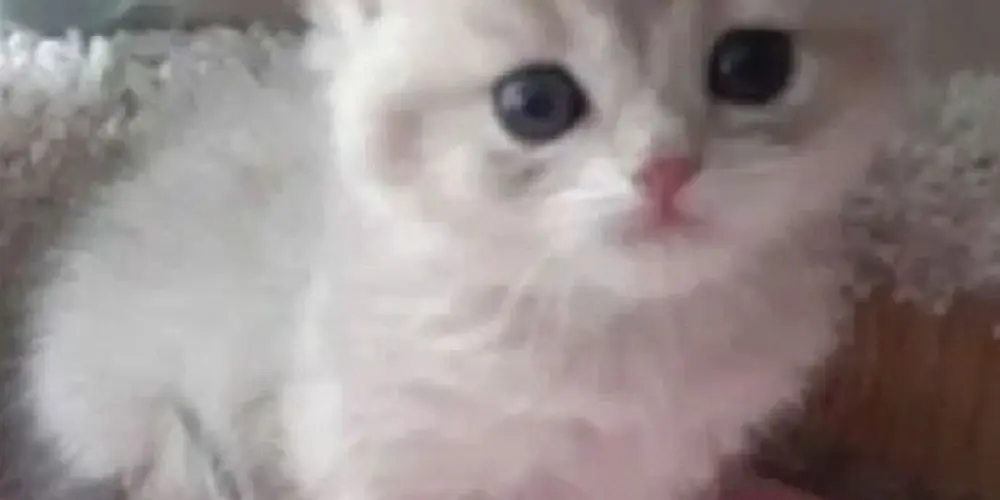 Imagem do grupo de WhatsApp chat do bem | #feliznatal 🎅