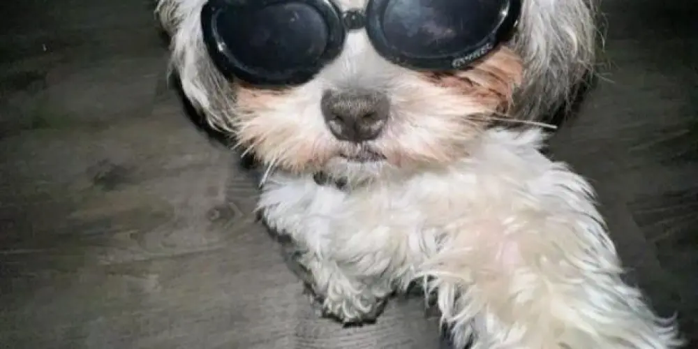 Imagem do grupo de WhatsApp 🍁 CHAT DO MENDES