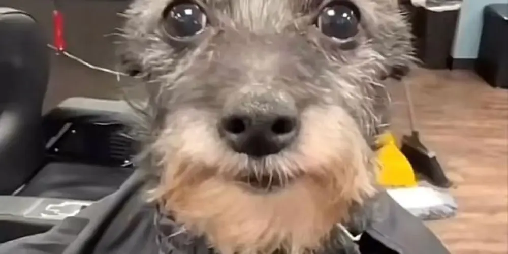 Imagem do grupo de WhatsApp Chat do six