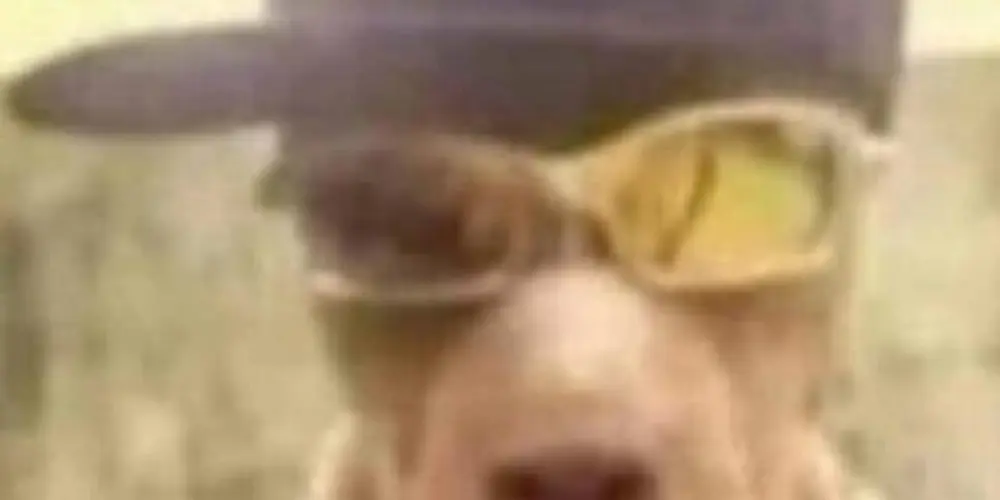 Imagem do grupo de WhatsApp chat dos bebezudos