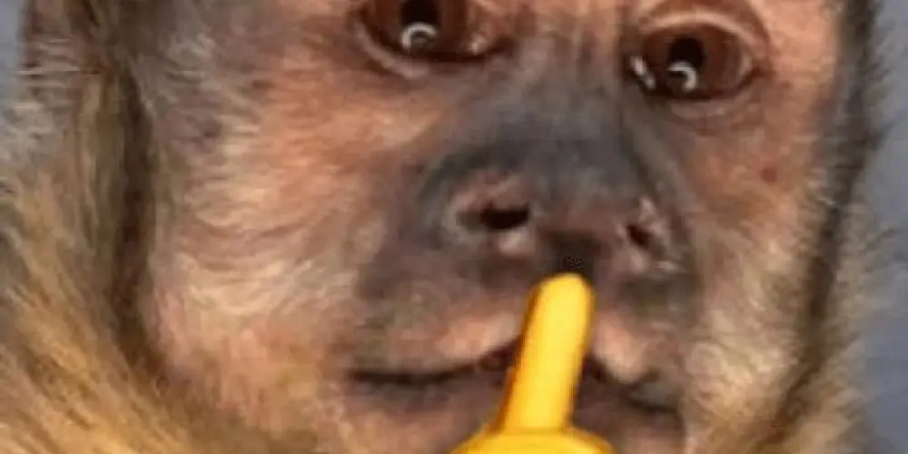 Imagem do grupo de WhatsApp Chat e figurinhas 🇧🇷