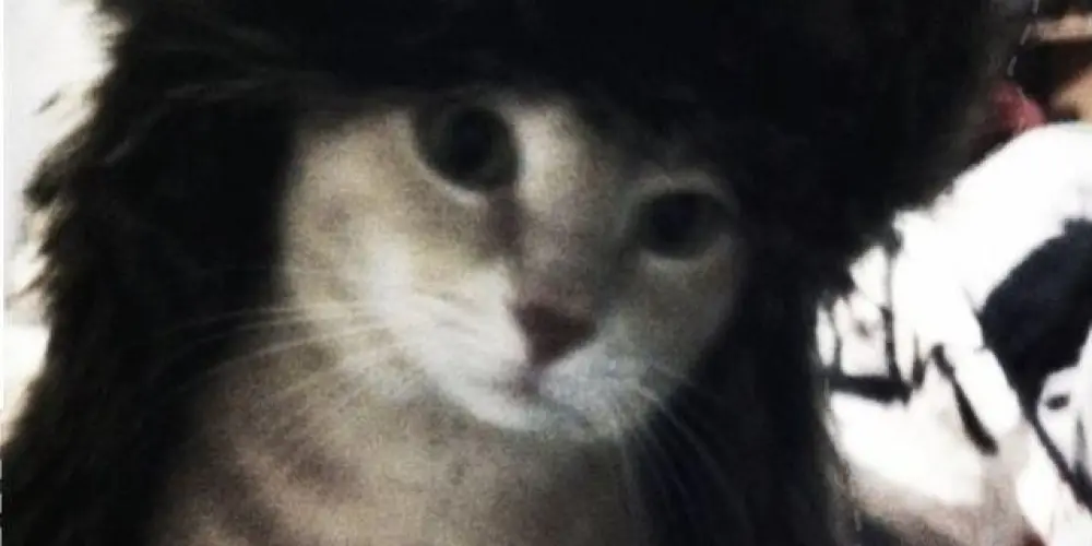 Imagem do grupo de WhatsApp ꒰   💬ֵ ¡   ꒱ CHAT  F L O O P❕   ♡    👻