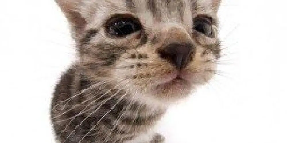 Imagem do grupo de WhatsApp chat geral ~ 🐈