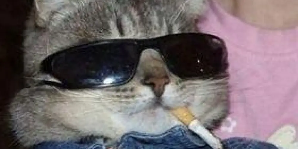 Imagem do grupo de WhatsApp chat 🅾️n'