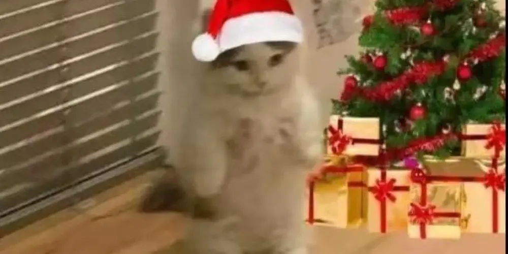 Imagem do grupo de WhatsApp Chat natalino'