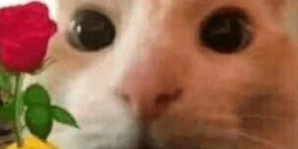 Imagem do grupo de WhatsApp Chat OTAKU